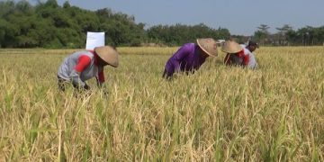 Melihat Cara Bulog Menyerap Gabah Petani Nganjuk. (fotoBacaini)