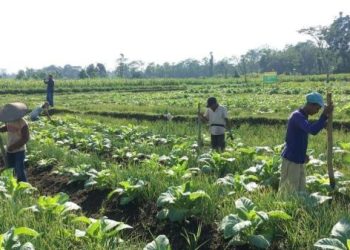 Buruh Pabrik Rokok dan Petani Tembakau Blitar Terima BLT DBHCT