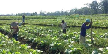 Buruh Pabrik Rokok dan Petani Tembakau Blitar Terima BLT DBHCT. (foto/ist)