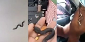Kecele Evakuasi Ular, Aksi Petugas Damkar Viral di Media Sosial. (foto/tangkapan layar)