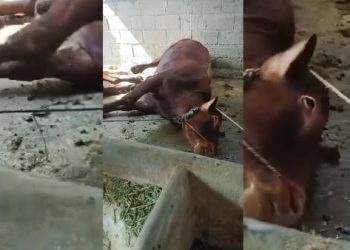 Puluhan Sapi di Batu Tiba-tiba Ambruk dan Mati, Diracun?