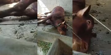Puluhan Sapi di Batu Tiba-tiba Ambruk dan Mati, Diracun?. (foto/Bacaini)