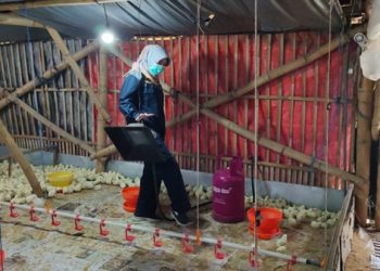 LPG Subsidi Langka, Petugas Periksa Peternakan Ayam Kediri