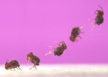 Collembola atau Ekor Pegas, Hewan dengan Salto Tercepat di Dunia, Ini Penampakannya