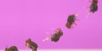 Collembola atau Ekor Pegas, Hewan dengan Salto Tercepat di Dunia, Ini Penampakannya. (foto/ist/thesun.co.uk)