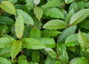 Dilema Daun Kratom: Kaya Manfaat Kesehatan Tapi Dilarang