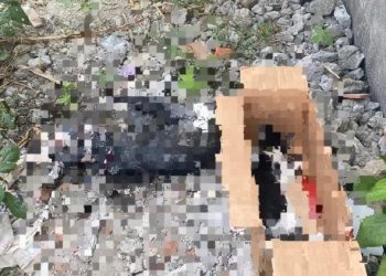 Warga Temukan Belasan Bangkai Kucing yang Diduga Korban Pembantaian