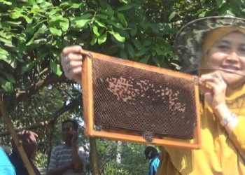 Asyiknya Berwisata Panen Madu di Wonosalam Jombang