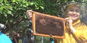 Asyiknya Berwisata Panen Madu di Wonosalam Jombang. (foto/Bacaini)