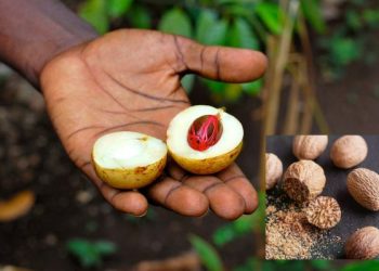 Cerita Pala, Buah Emas Pemicu Kolonialisme di Nusantara