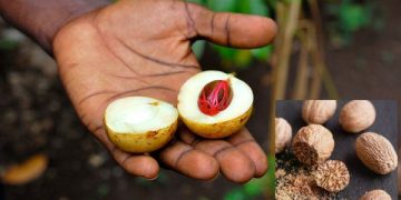 Cerita Pala, Buah Emas Pemicu Kolonialisme di Nusantara. (foto ilustrasi wikipedia dan freepik)