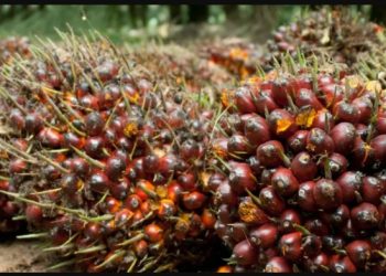 Ilustrasi sawit. Foto: istimewa