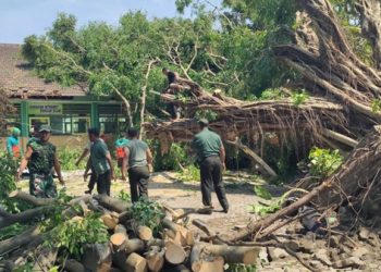 Pohon Beringin Tumbang Timpa Sekolah Saat Hujan Angin
