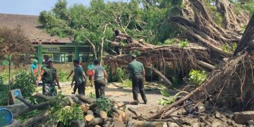Pohon Beringin Tumbang Timpa Sekolah Saat Hujan Angin