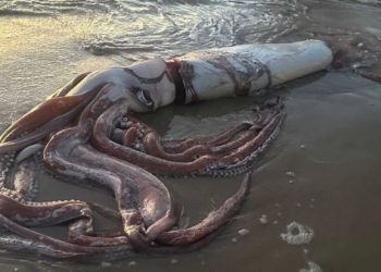 Pertanda Apa? Cumi-cumi Raksasa Terdampar di Pantai Bikin Heboh Warga