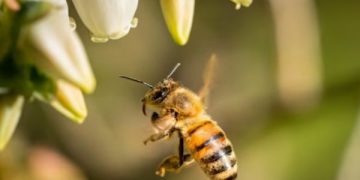 Lindungi Lebah dari Kepunahan, Ilmuwan Kembangkan Suplemen Kebal Pestisida. (foto ilustrasi/freepik)