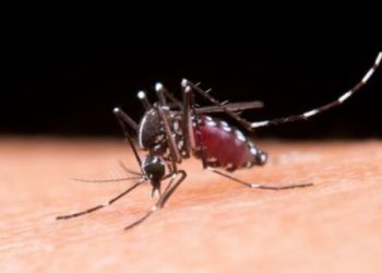 Temuan Baru Dunia Kesehatan, Nyamuk Jantan Ternyata Juga Penyebar Virus