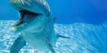 Studi Baru Ungkap Misteri Senyum Lumba-lumba saat Sedang Bermain. (foto ilustrasi/iScience)