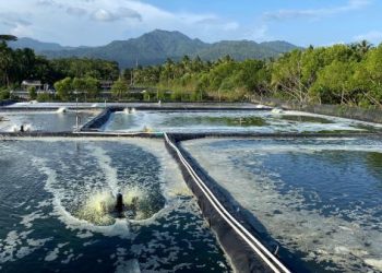 Pemkab Trenggalek Tutup Tambak Udang Seluas 9,5 hektar, Ini Alasannya