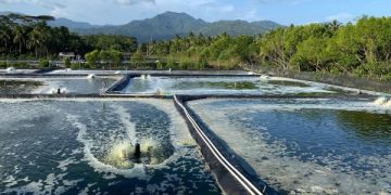 Pemkab Trenggalek Tutup Tambak Udang Seluas 9,5 hektar, Ini Alasannya. (foto/Bacaini)