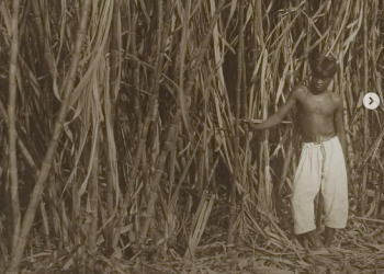 Cerita Tebu dan Buruh Tebang di Indonesia