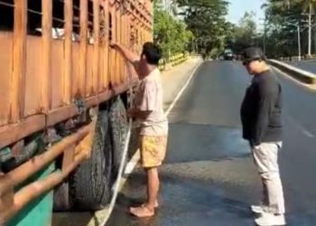 Resahkan Warga, Kades di Situbondo Tolak Truk Pengangkut Babi