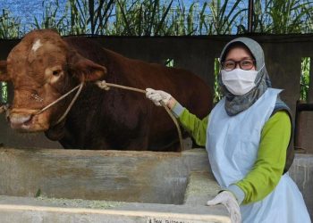 Kabupaten Kediri Surplus Daging Sapi Hingga 2.138 Ton