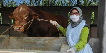 Kabupaten Kediri Surplus Daging Sapi Hingga 2.138 Ton