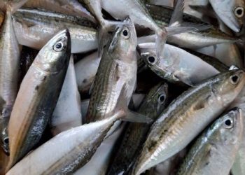 Rahasia Ikan Kembung dan Manfaatnya Buat Kecerdasan yang Tak Banyak Diketahui