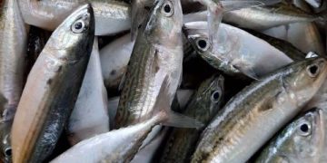 Rahasia Ikan Kembung dan Manfaatnya Buat Kecerdasan yang Tak Banyak Diketahui. (foto ilustrasi/pinterest)