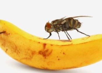 Ilmuwan Teliti Gen Anti Penuaan Manusia Melalui Lalat Buah