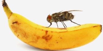 Ilmuwan Teliti Gen Anti Penuaan Manusia Melalui Lalat Buah. (foto ilustrasi/pinterest)