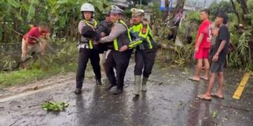 Pohon Tumbang Timpa Pemotor di Trenggalek Sempat Lumpuhkan Jalur Nasional. (foto/Bacaini)