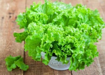 Tips Menyimpan Sayuran Selada agar Lebih Tahan Lama