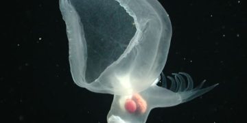 Ilmuwan Temukan Siput Aneh Bercahaya Misterius di Laut Dalam. (foto/Monterey Bay Aquarium Research Institute)