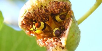 Ilmuwan Israel Temukan Tawon Vespa sebagai Serangga Paling Tahan Alkohol. (foto/science news)