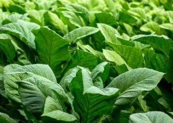 Siapkan Sentra Industri Hasil Tembakau, Ini Rencana Pemkab Blitar  