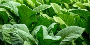 tembakau blitar jadi idola berkat dbhcht 2025