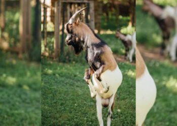 Torpedo Kambing Bisa Bikin Pria Gampang Greng, Mitos atau Fakta?