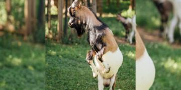 Torpedo Kambing Bikin Pria Gampang Greng, Mitos atau Fakta?. (foto ilustrasi/freepik)