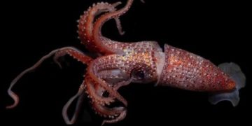 Mengenal Cumi-cumi Stroberi, Penghuni Laut Dalam “Bergaun” Swarovski. (foto/OctoNation)