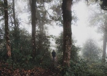Mengenal Dendrophile dan Seperti Apa Perilakunya