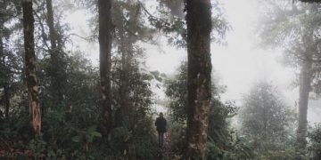 Mengenal Dendrophile dan Seperti Apa Perilakunya. (foto ilustrasi/freepik)