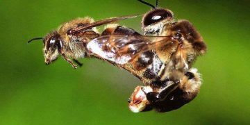 Macam-macam Ritual Percintaan Hewan yang Bikin Kuduk Berdiri. (foto ilustrasi/pinterest)