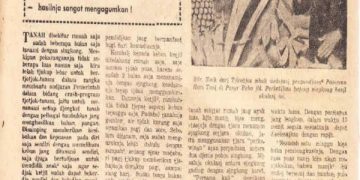 Cerita Singkong Mukibat Asal Kediri, Warisan Gerakan 1001 Barisan Tani. (foto/ist)