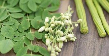 Profil Kelor, Tanaman Ajaib yang Digadang-gadang Gantikan Susu Program Makan Gratis. (foto/ist)