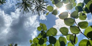 Tanaman-tanaman Pengusir Makhluk Astral, Ada yang Tertulis Dalam Kitab Suci . (foto ilustrasi/pinterest)