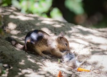 Heboh Tupai Doyan Makan Tikus yang Bikin Kaget Para Ilmuwan