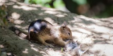 Heboh Tupai Doyan Makan Tikus yang Bikin Kaget Para Ilmuwan. (foto/the sun)