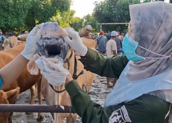 Virus PMK Serang Ratusan Sapi di Kediri, Peternak Resah